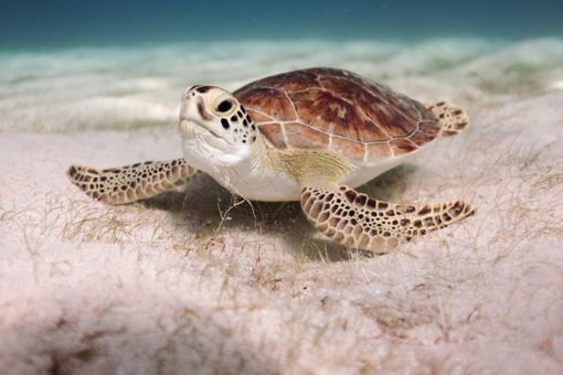 Schildkröte im Meer