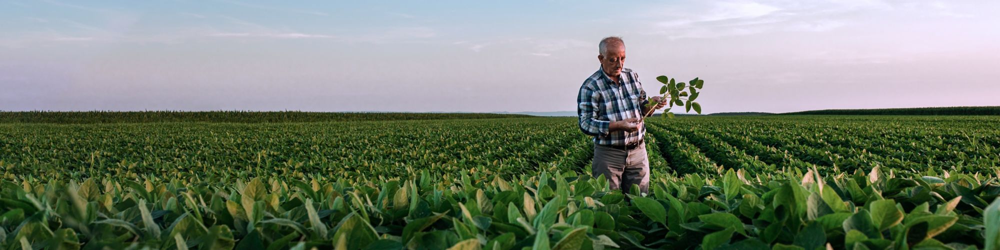 Senior farmer standing in soybean field examining crop at sunset