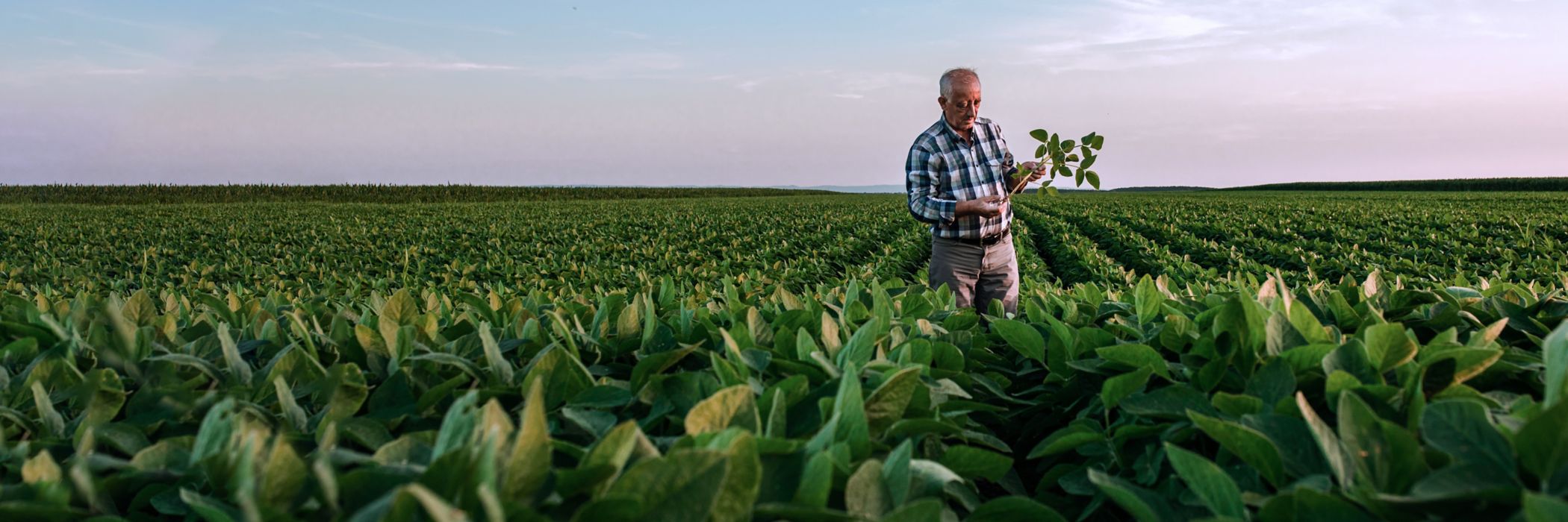 Senior farmer standing in soybean field examining crop at sunset