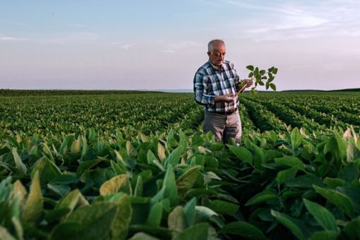 Senior farmer standing in soybean field examining crop at sunset