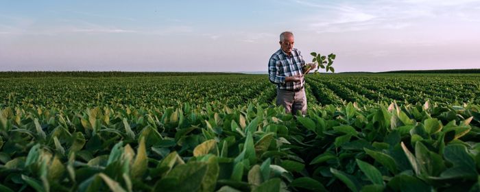 Senior farmer standing in soybean field examining crop at sunset