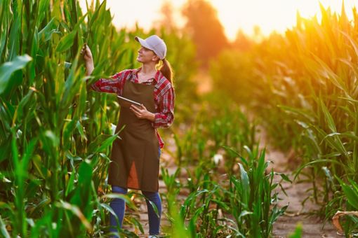 Smart woman farmer agronomist using digital tablet for examining and inspecting quality control of produce corn crop. Modern technologies in agriculture management and agribusiness