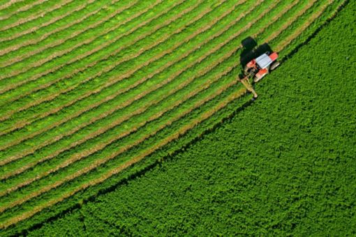 alfalfa plant harvest, people working with tractors and agricultural machinery, storage of silages in silos for the feed needs of mammals such as cattle, sheep and goats, irrigated and modern agricult