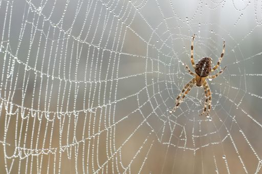 close up of a spider on a web