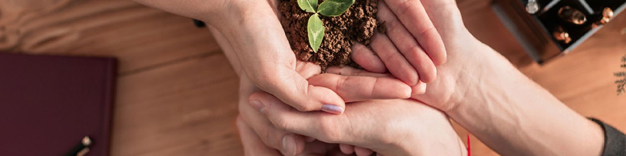 Sprouting plant soil hands