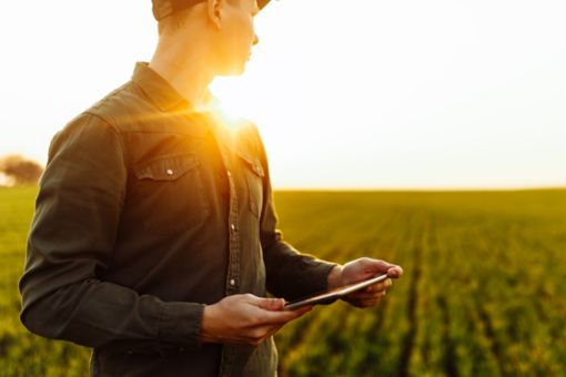 Young man farmer stands in a green wheat field with a tablet in his hands checking the progress of the harvest and looking sideway. Boy wearing green shirt and cap on the sunset.