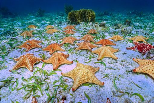 starfishes resting on seabed