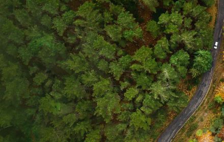 Road through forest