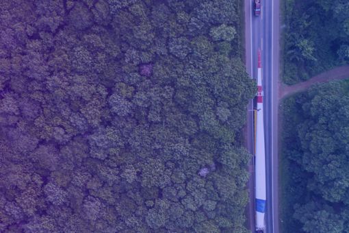 Road between forest