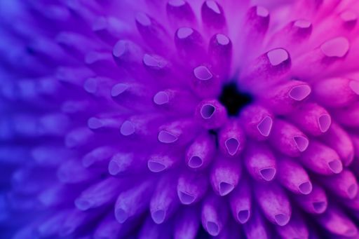 Flower with purple-blue haze
