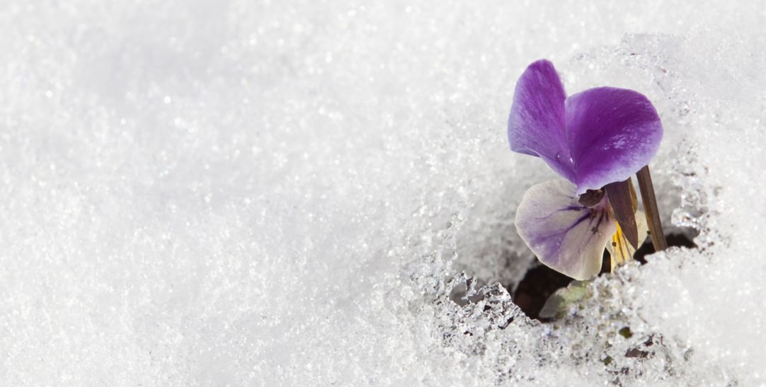 sweet pea field covered in snow