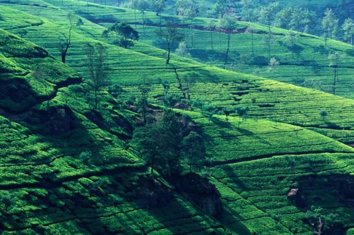 Sri Lanka tea farm