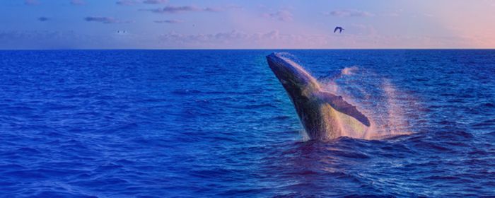 whale in the ocean banner