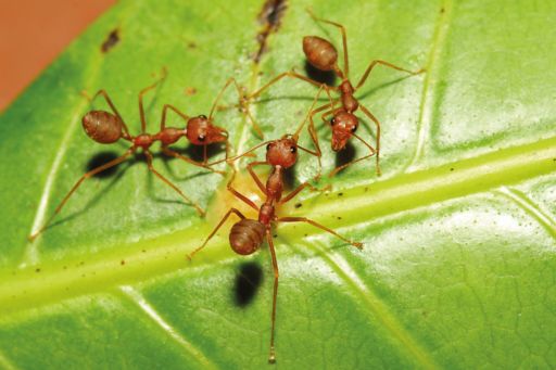 three ants on a green leaf