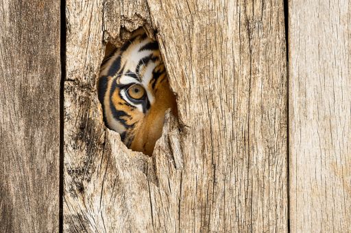 Tiger watching through a hole