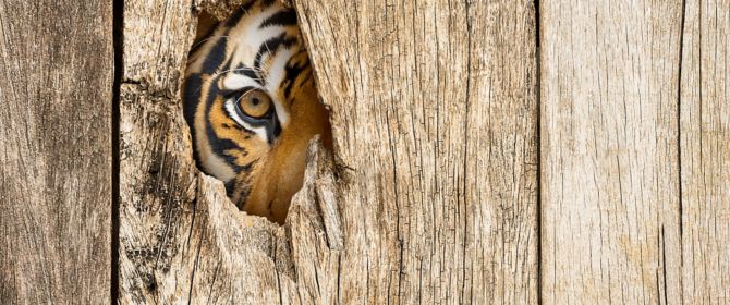tiger watching through wood hole