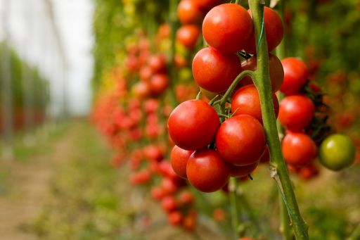 some tomatoes on a vine