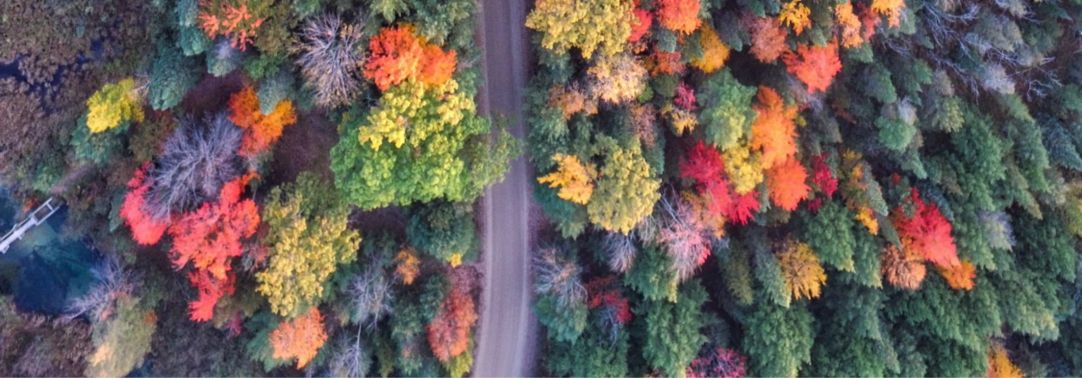 Road passing through dense colourful trees
