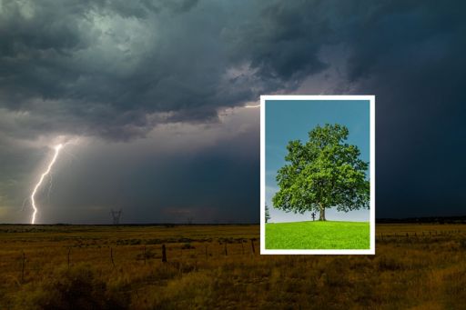 Tree and green grass with dark clouds and lightning in the background