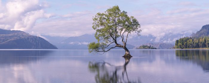 Scenic view of tree growing in lake