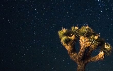 Tree in a night sky full of stars