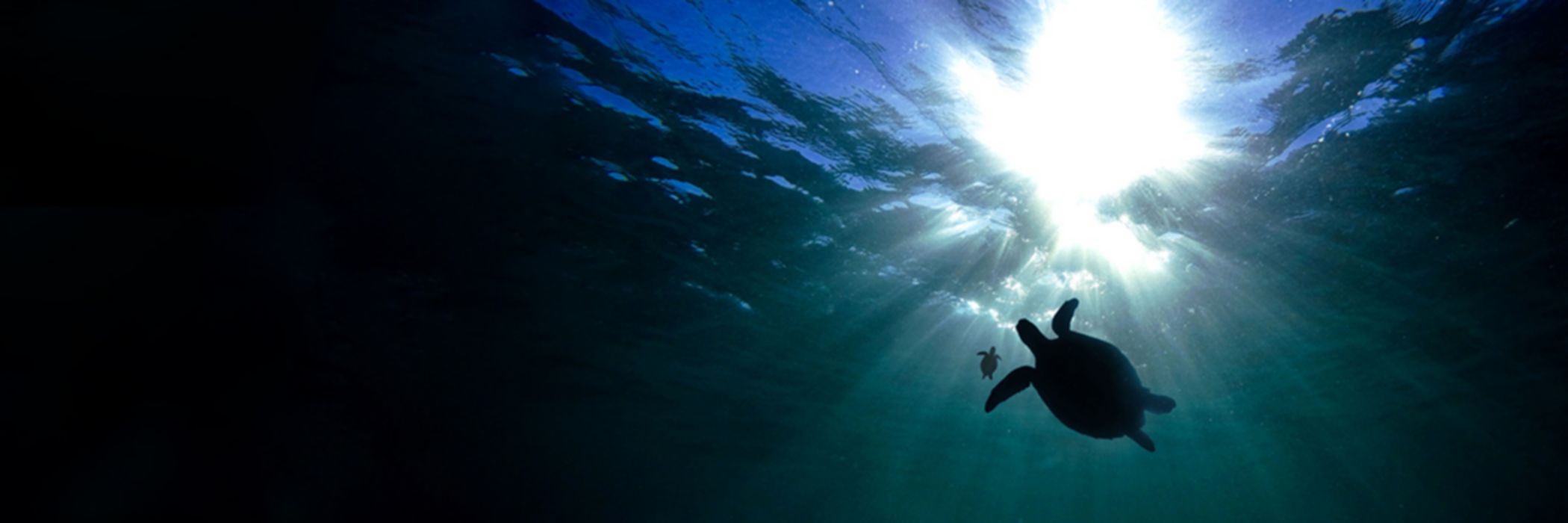 Turtles silhouette under water