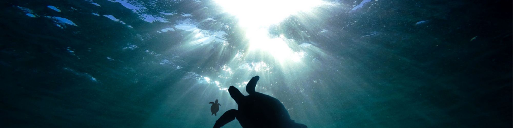 Turtles silhouette under water