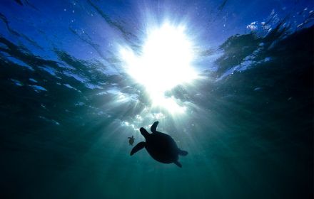 Turtles silhouette under water