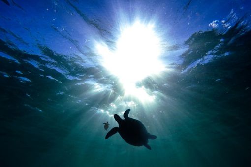 Turtles silhouette under water