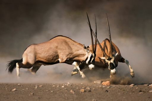 Two gemsbok on dusty plains