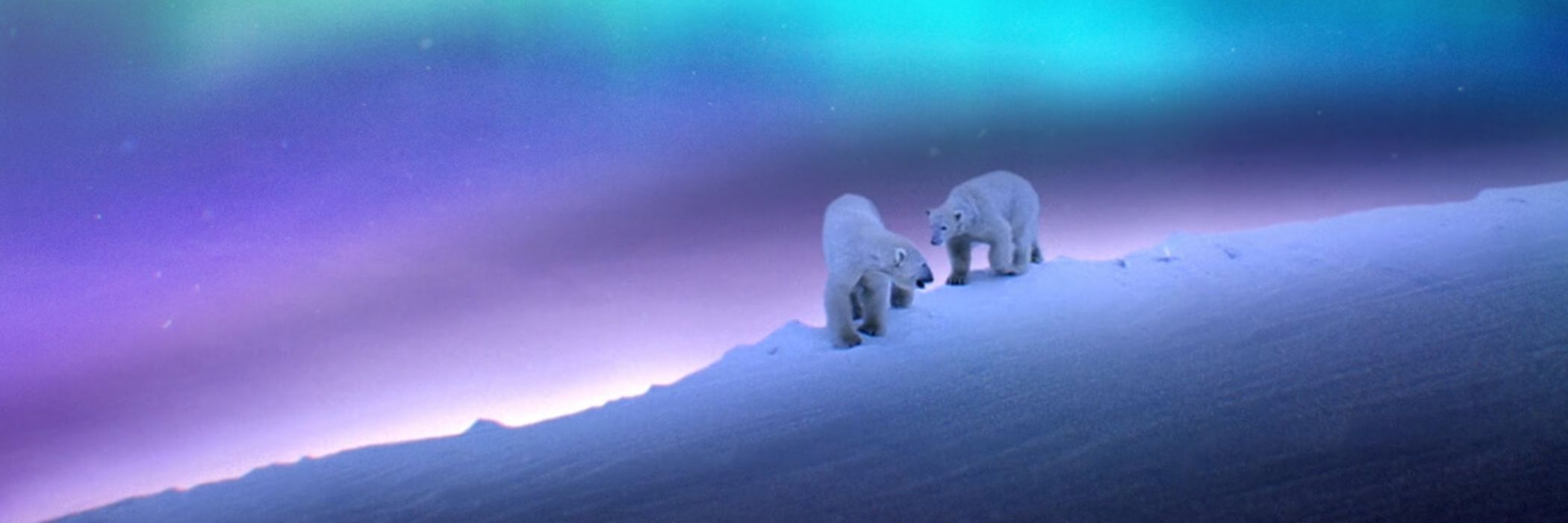 Deux ours polaires sous les aurores boréales