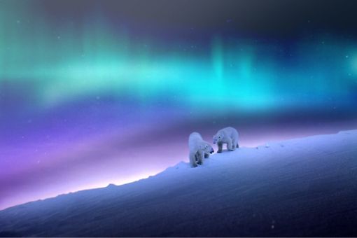 Two polar bears under Aurora Borealis