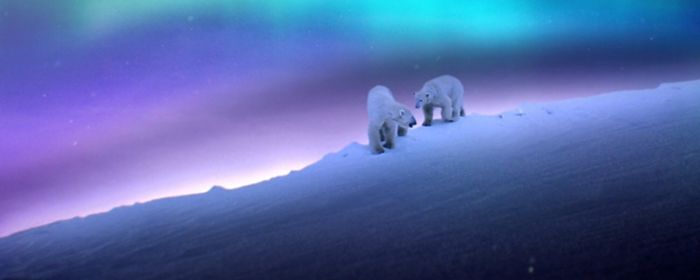 Two polar bears under Aurora Borealis