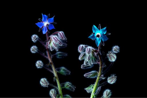 Two separate stems of a borage plant