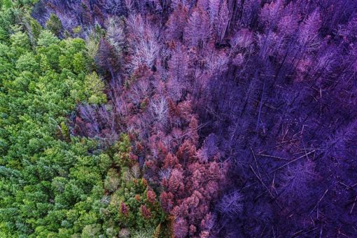 Wald voll mit Bäumen