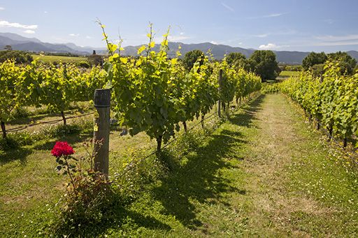 rows of wine vines in a vineyard