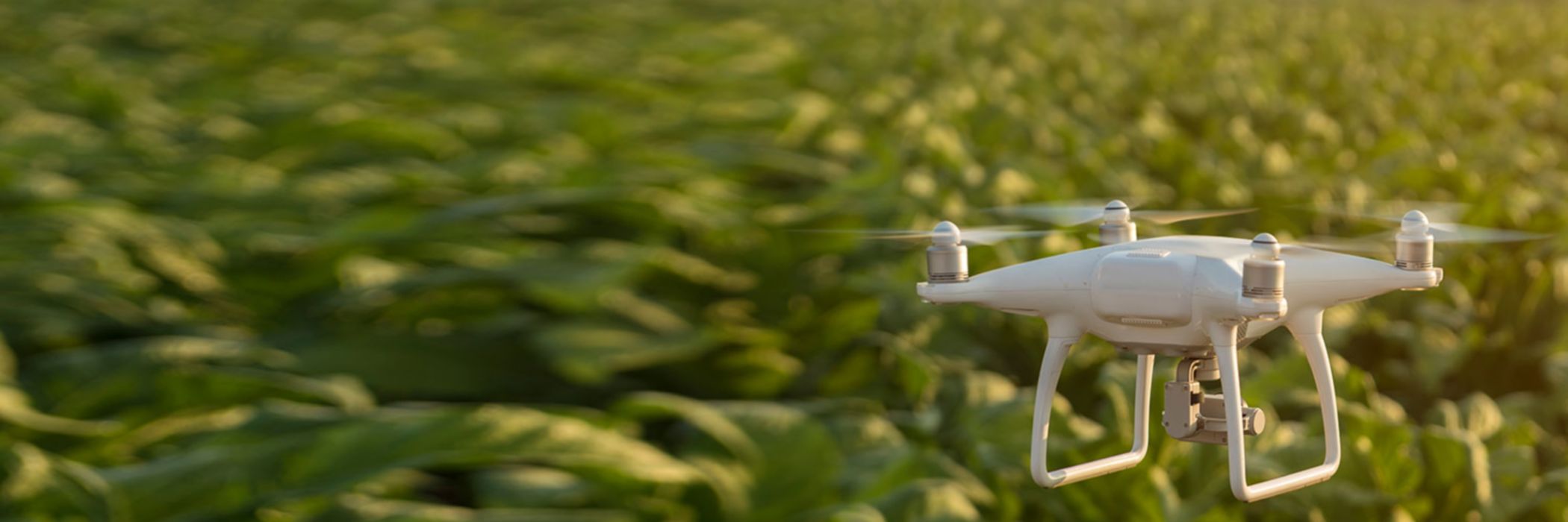 White drone flying over green fields