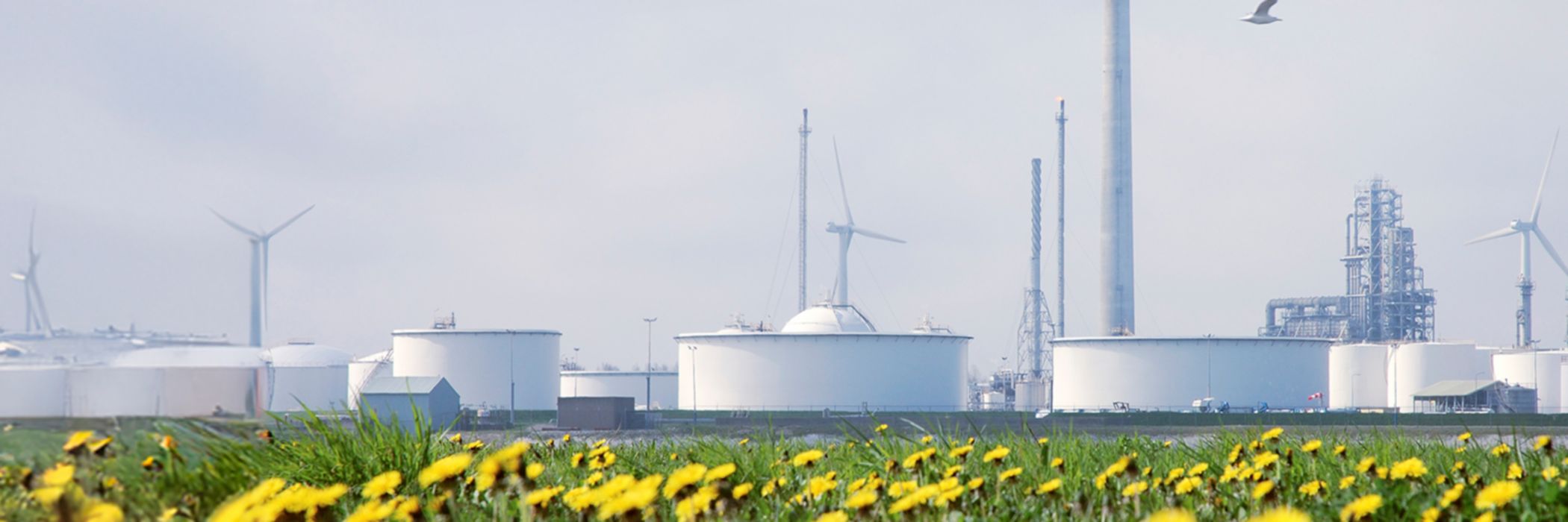 Wind turbines and sunflower field