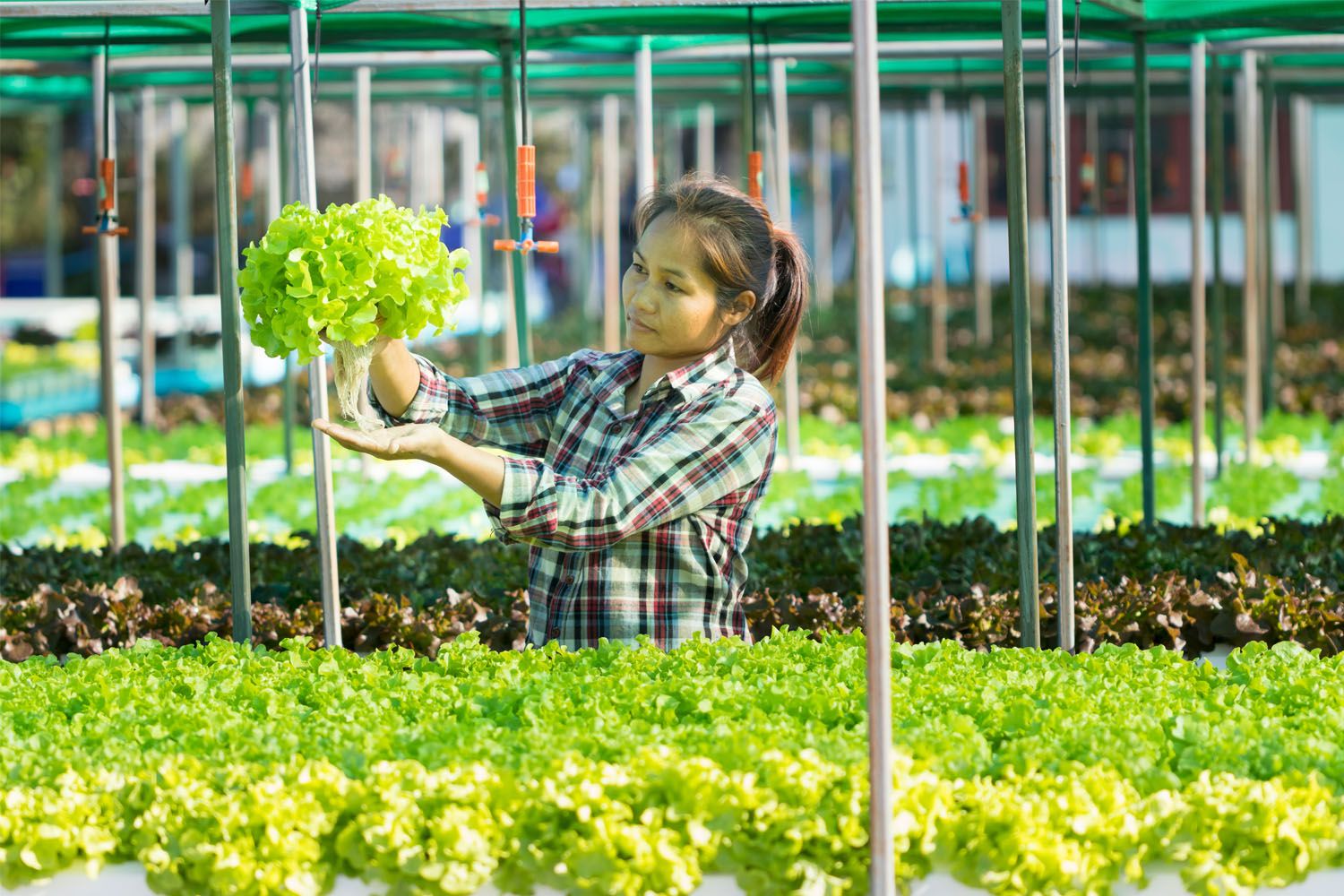 Women farmer taking care vegetables in hydroponics farm
