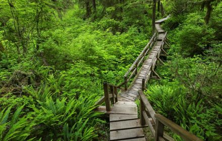 wooden bridge throughout jungle