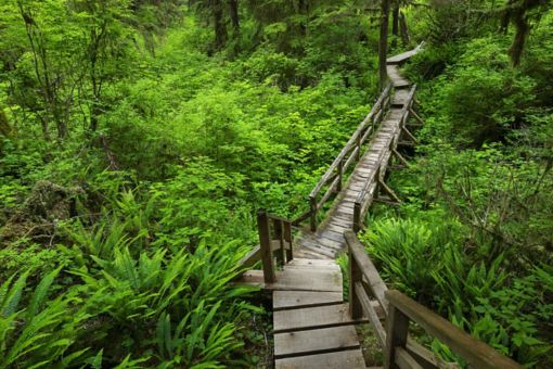 wooden bridge