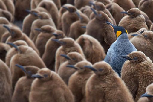 a singular adult penguin in amongst many brown chicks