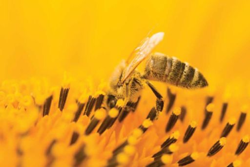 bee collecting honey