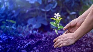 Uma mão a plantar uma flor na terra