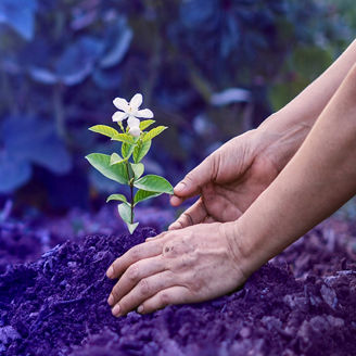 Uma mão a plantar uma flor na terra