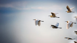 Too risky to insure : Pooling as a solution to complement traditional insurance