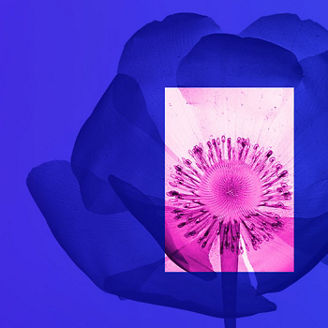 Abstract floral composition featuring a deep blue flower silhouette overlaid with a vibrant pink close-up of the flower's center, set against a purple gradient background with ample negative space.