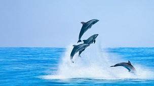 Non-Life Insurance Industry results analysis