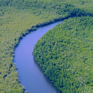 Rio no meio da floresta 