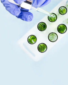 Green test tubes